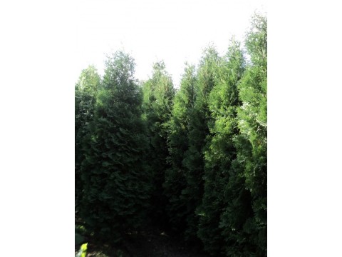 Thuja Occidentalis Fastigiata - diametru >0,5m - inaltime 3m